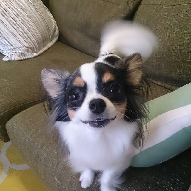 実例写真