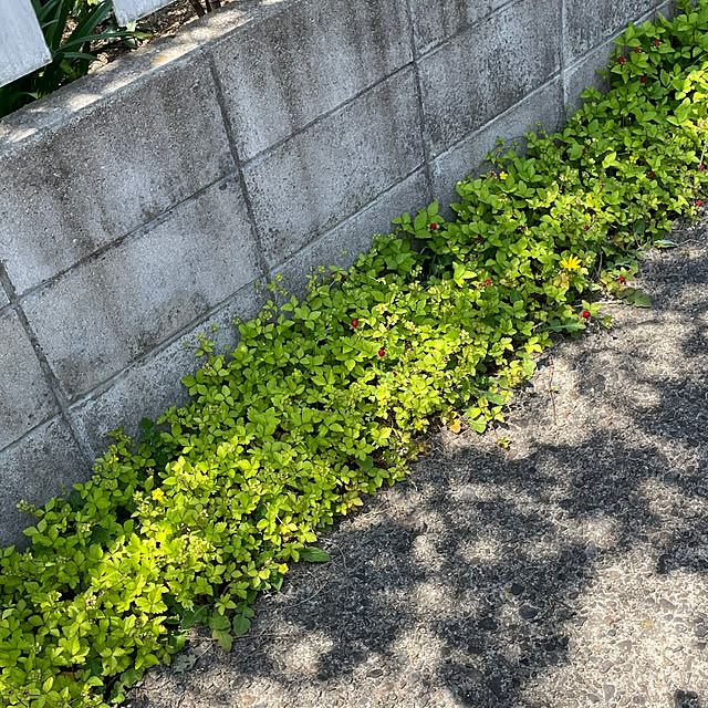nobikoさんの部屋