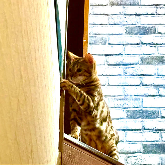 tututu0204さんの実例写真