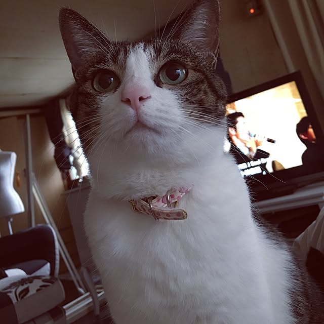 Shihoさんの実例写真