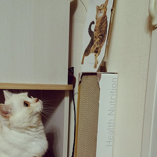 6catsさんの実例写真
