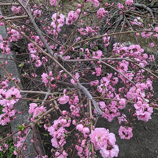 machikomamaさんの実例写真