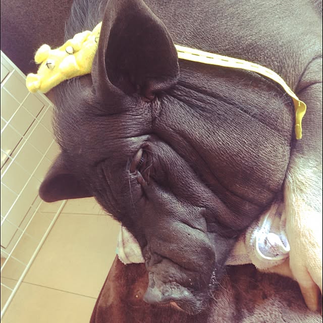 実例写真