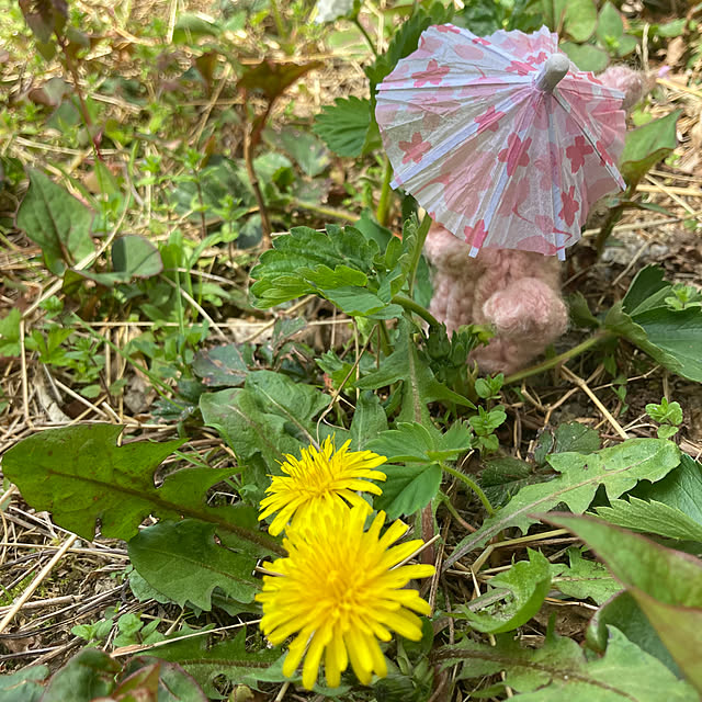 manduonmaさんの部屋