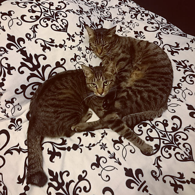 mamaさんの実例写真