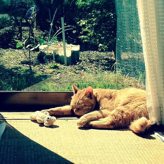実例写真