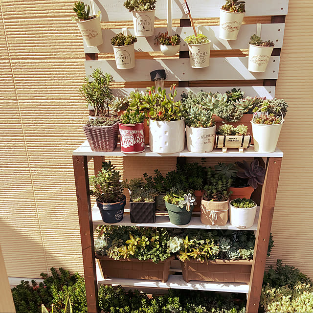 多肉植物/部屋全体のインテリア実例 - 2021-06-06 16:32:01