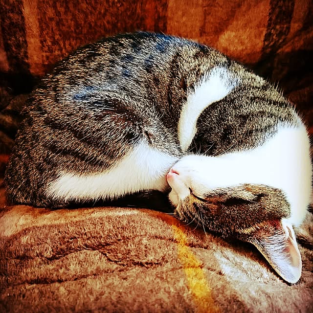 kiraさんの実例写真