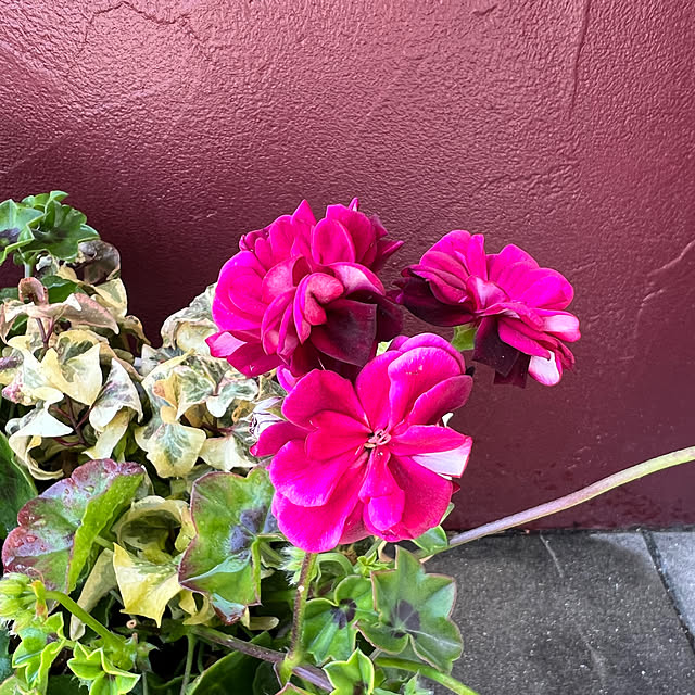 AYUKOさんの部屋