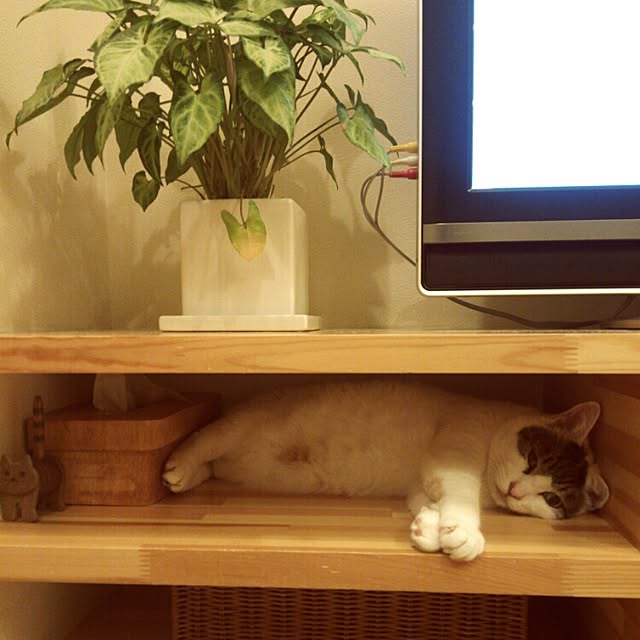 nenetinaさんの実例写真