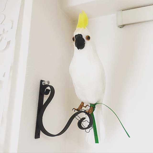 Chayaさんの実例写真