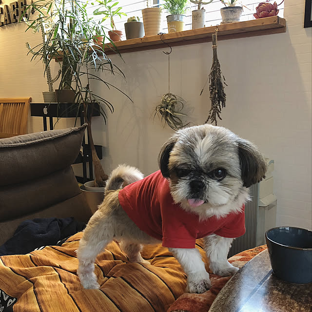 ANNAさんの実例写真