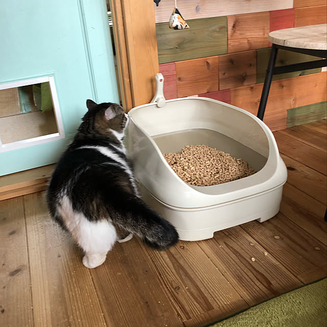 wacchiさんの実例写真