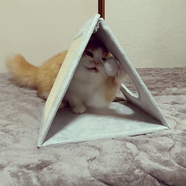 junさんの実例写真