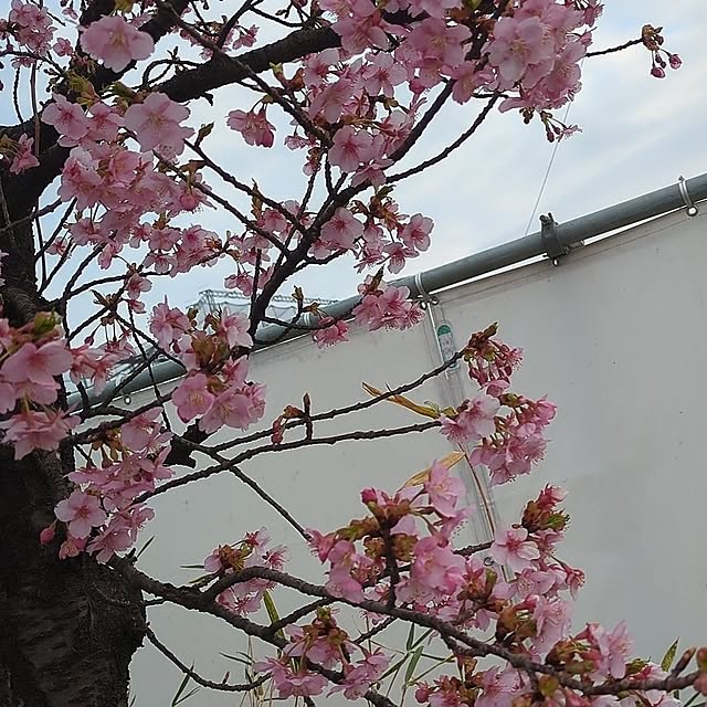 minnieさんの部屋