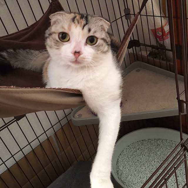 yokkochanさんの実例写真