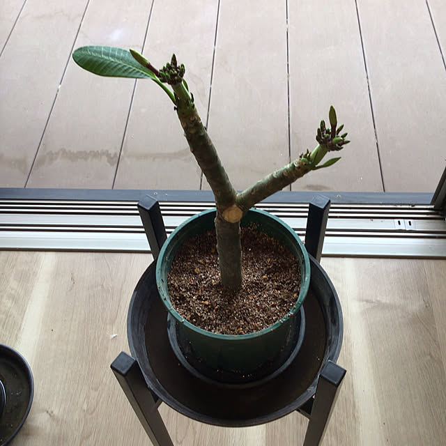 houenさんの部屋
