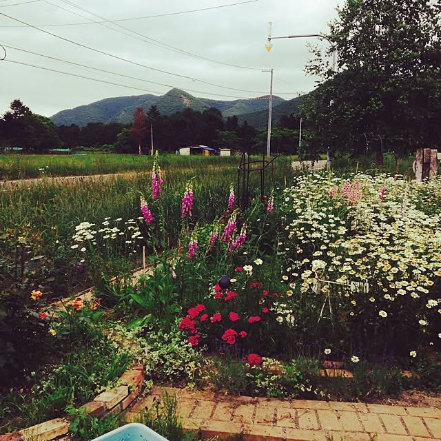 369farmさんの実例写真