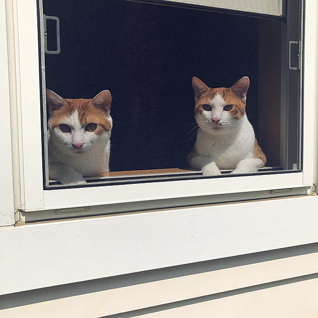 ogawacherryさんの実例写真
