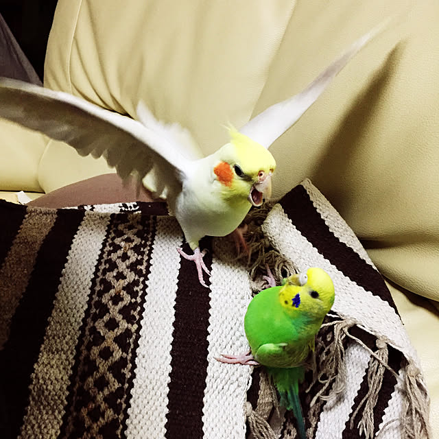 toratanさんの実例写真