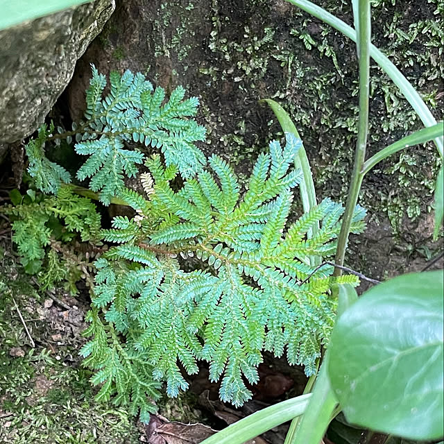 buchiさんの部屋