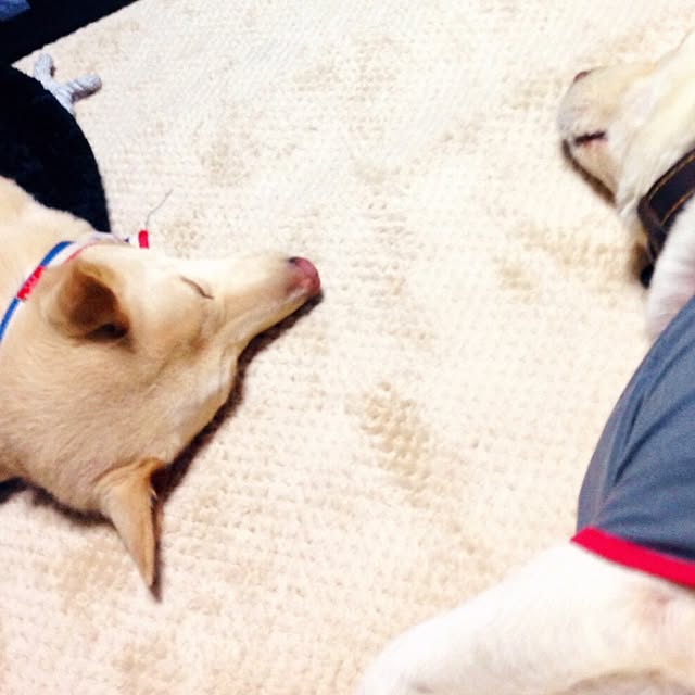 himawariさんの実例写真