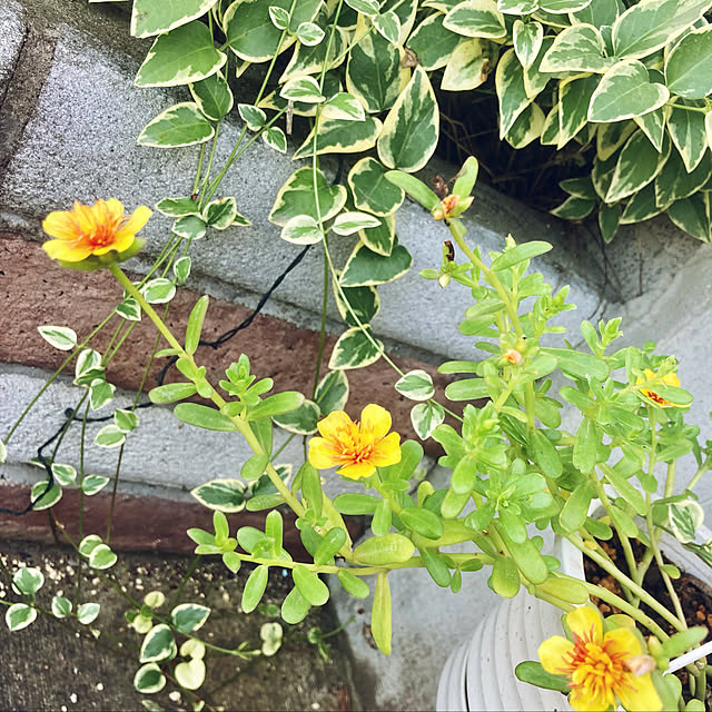 CoCo0617さんの実例写真