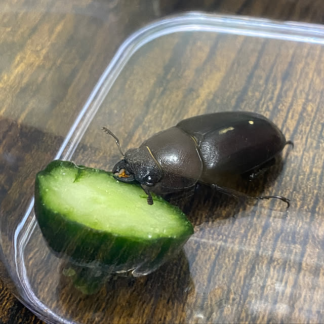 ohanaさんの部屋