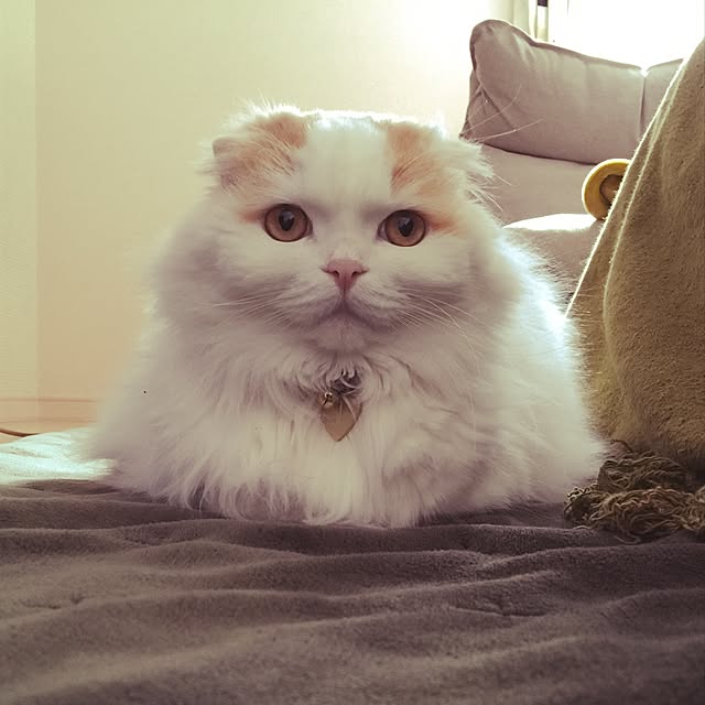 hiro anさんの実例写真