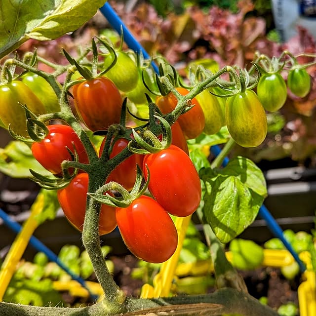 tomatopapaさんの実例写真
