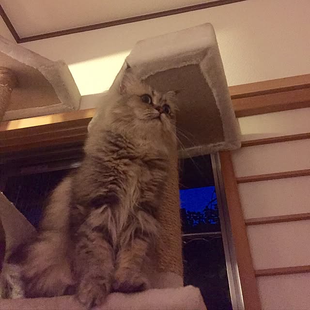 butachanさんの実例写真