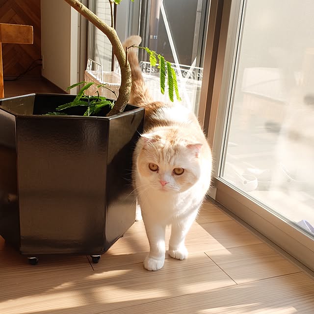 hara0707さんの実例写真