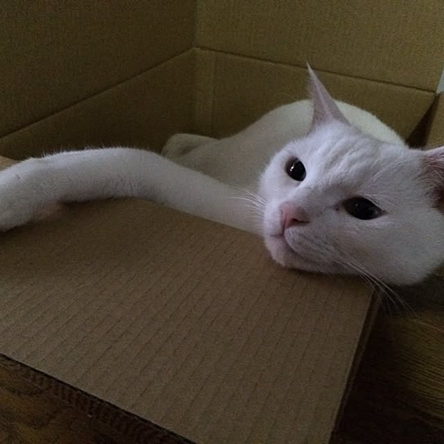 inoさんの実例写真