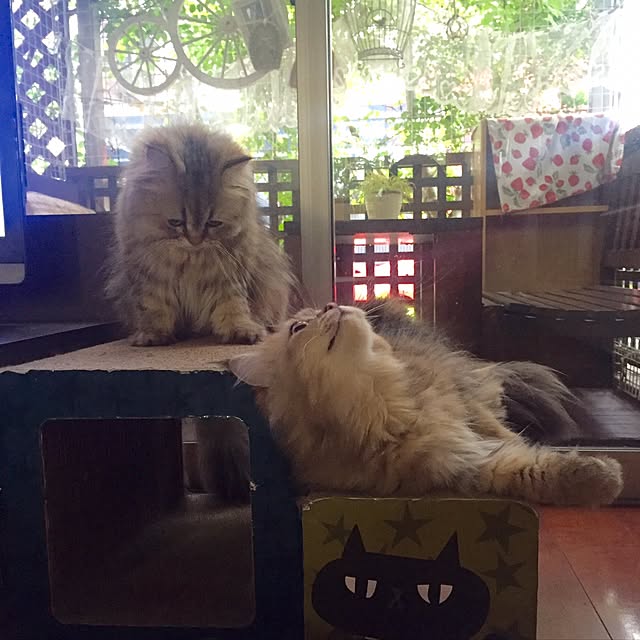 butachanさんの実例写真