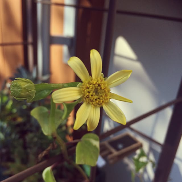 Kurehaさんの実例写真