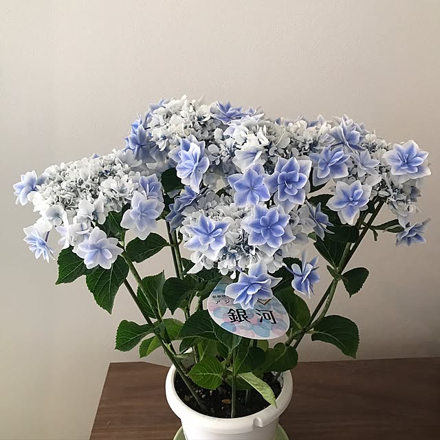 部屋全体/花のある暮らしのインテリア実例 - 2017-06-25 11:18:57