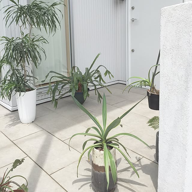 OkLettuceさんの実例写真