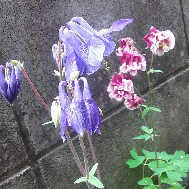 yukkoさんの実例写真