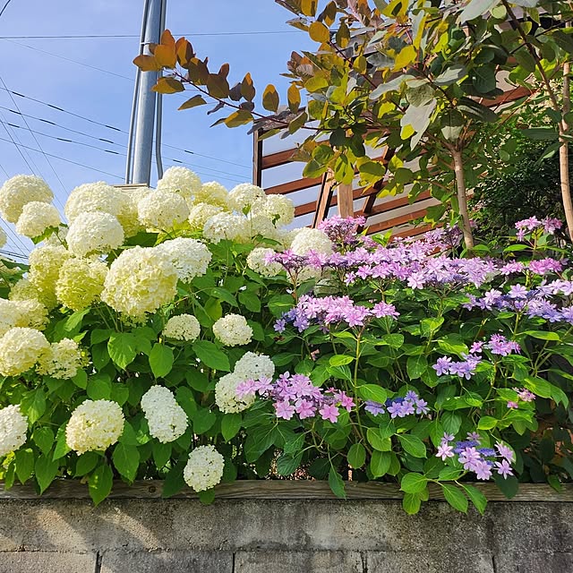 murasaki808さんの実例写真