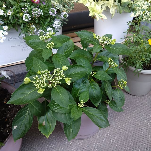garden.numaさんの部屋