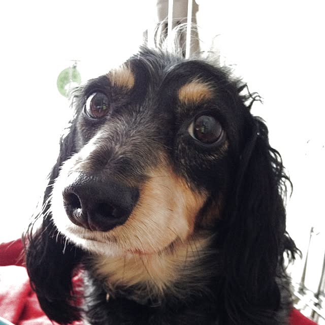cocoさんの実例写真
