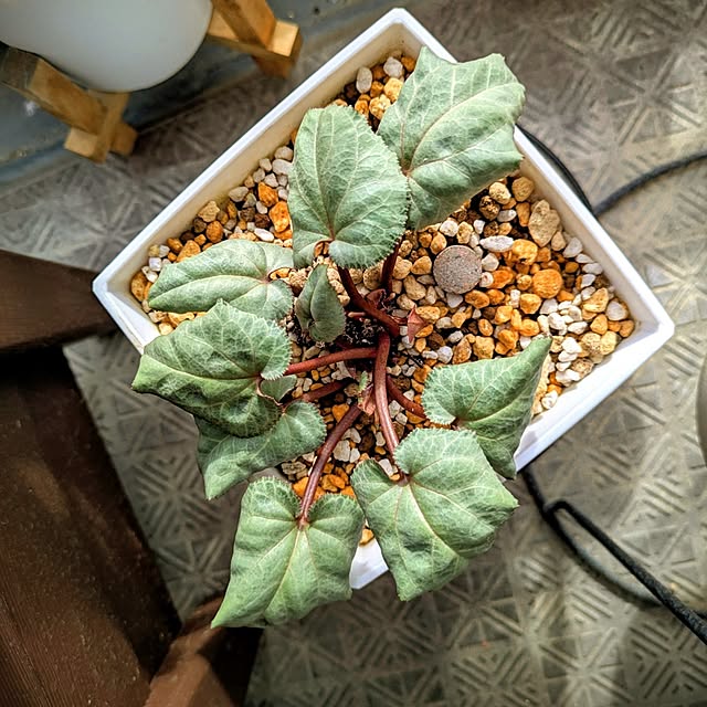 mi-saさんの部屋