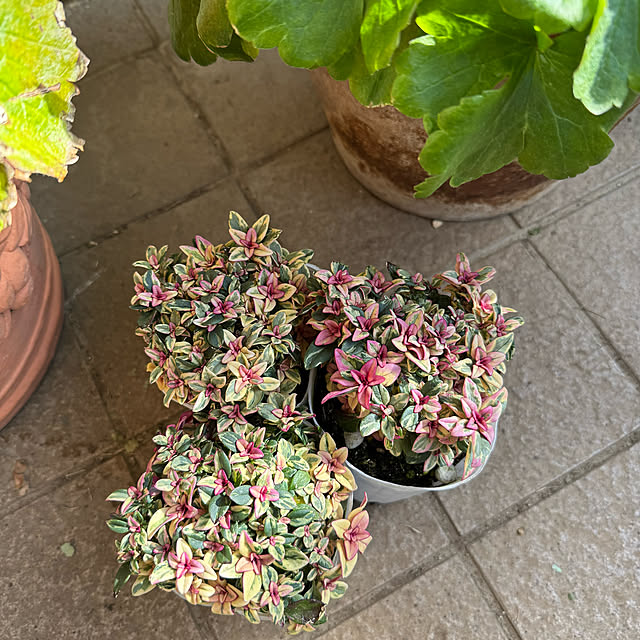 mamizaさんの部屋