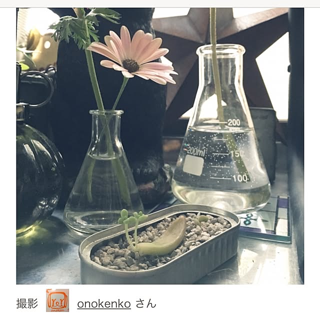 onokenkoさんの実例写真