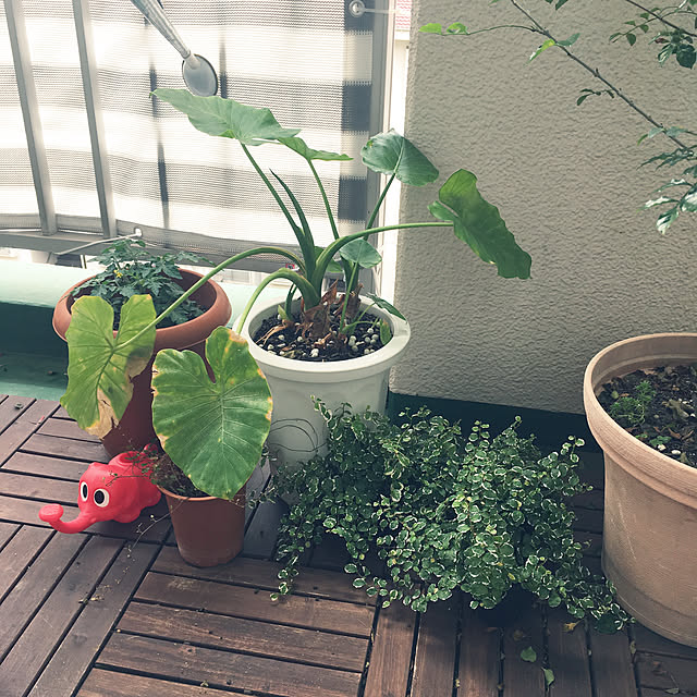 tokyo_danchiさんの実例写真