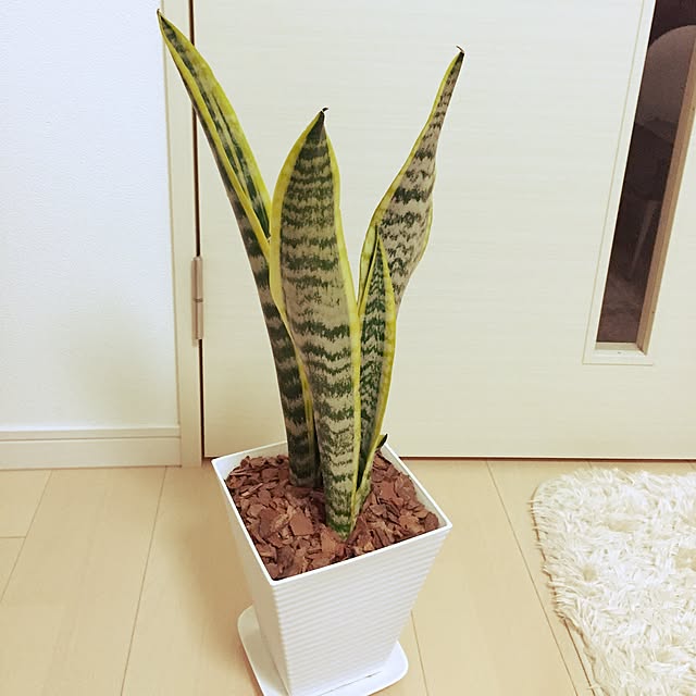 fraiseさんの実例写真