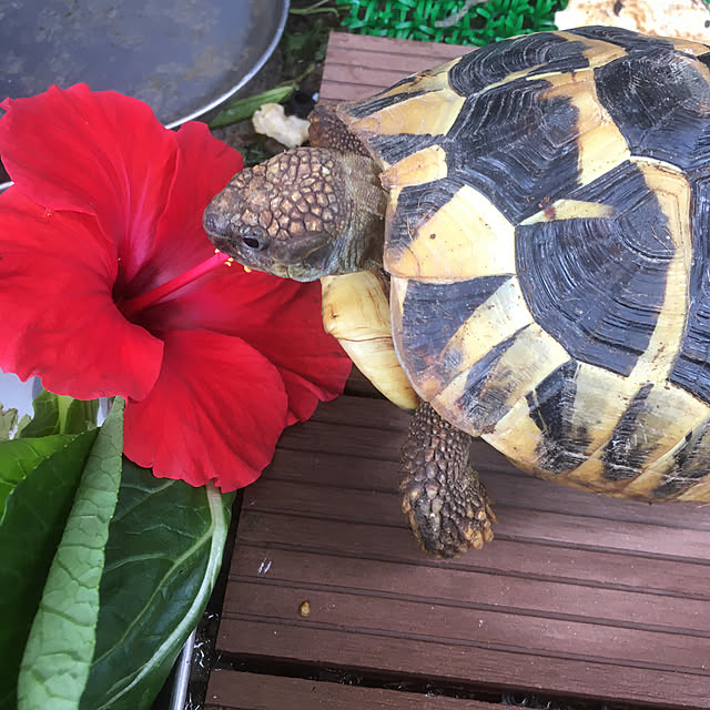Ryokoさんの実例写真