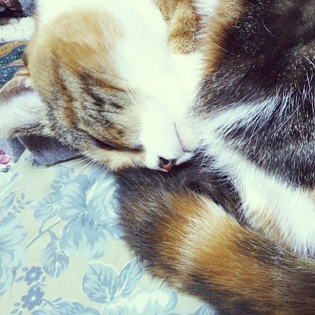 yukieさんの実例写真