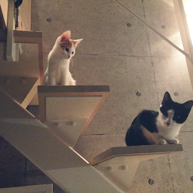 ziziguguさんの実例写真