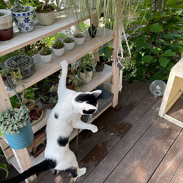 nobikoさんの実例写真